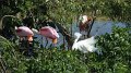 Roseate Spoonbill & Snowy Egret High Island_2010_04_24_3713